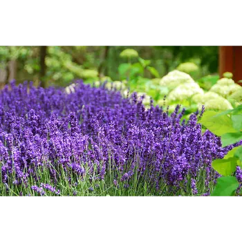 Lavender Flower